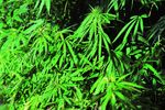 植物