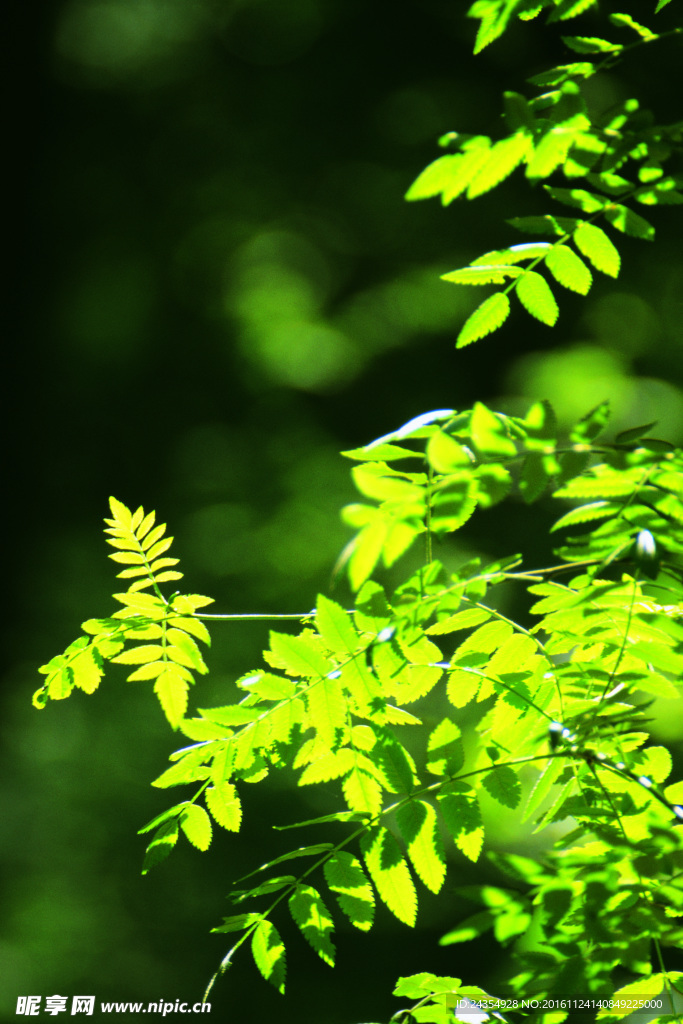 绿色植物