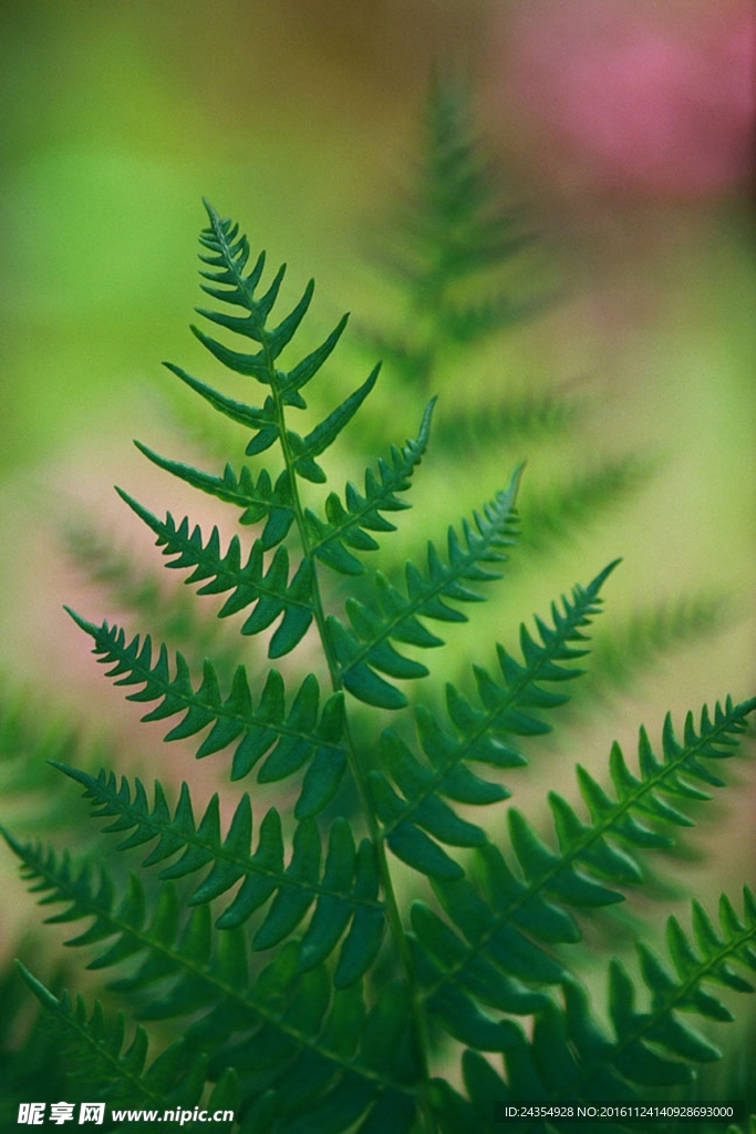 绿色植物