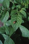 绿色植物