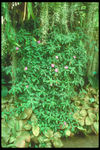 绿色植物
