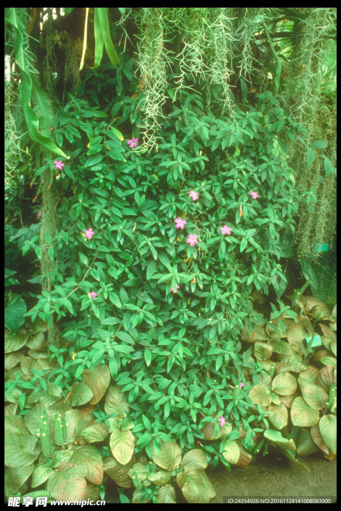 绿色植物