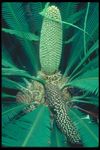 绿色植物
