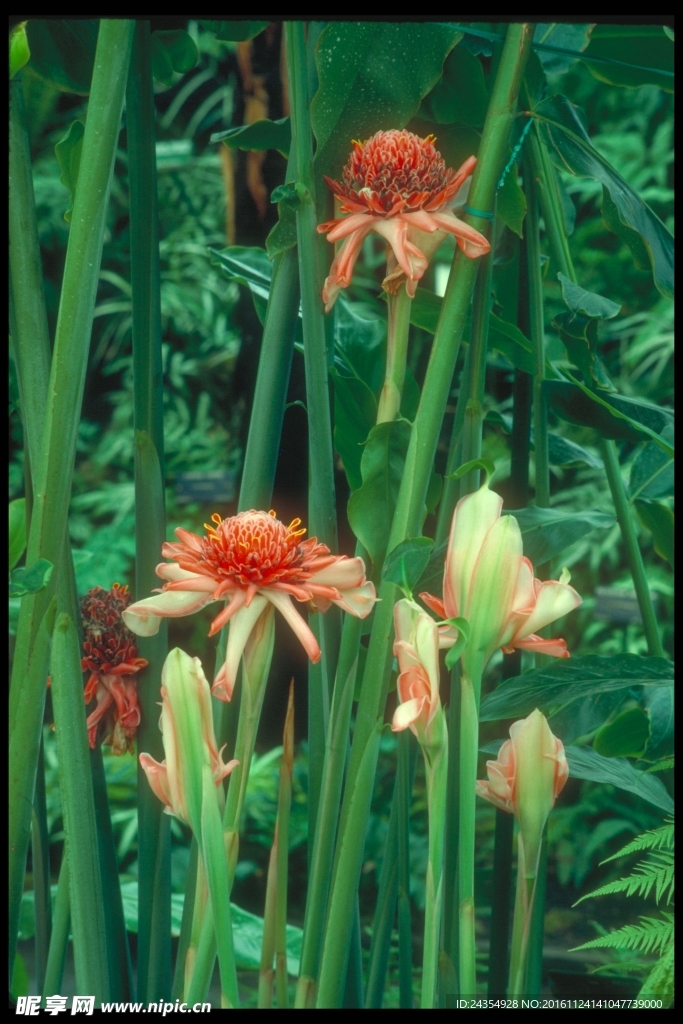 鲜花