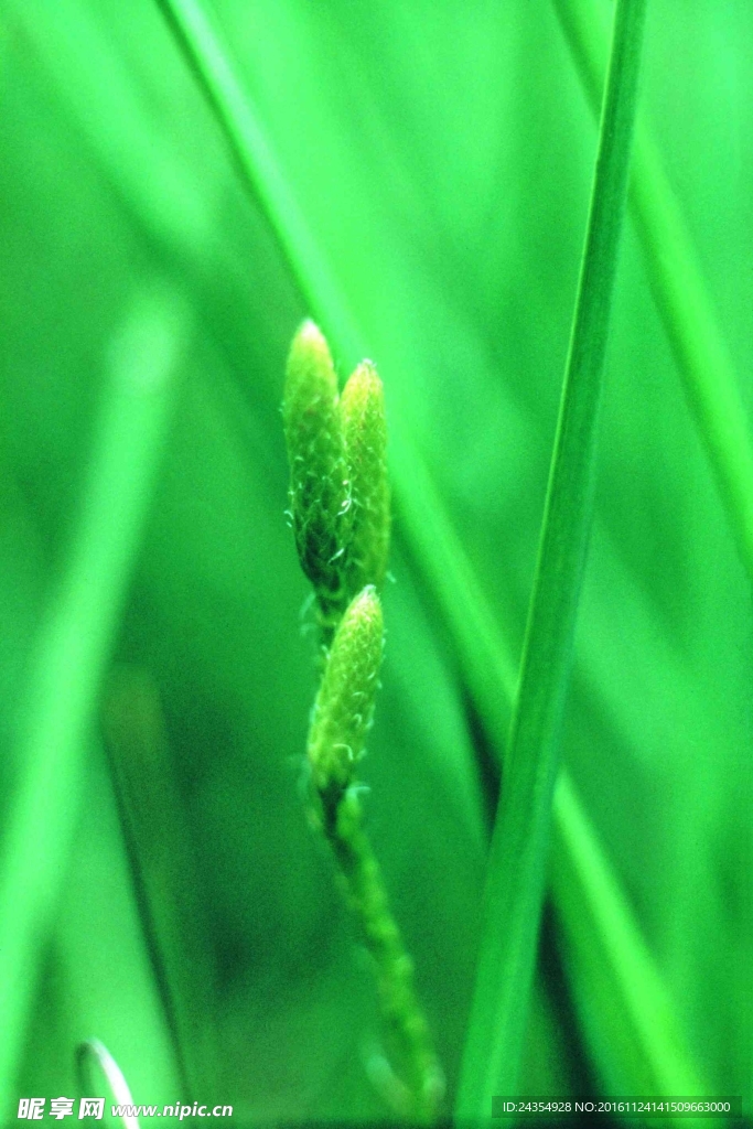 绿芽