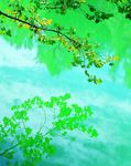 绿树