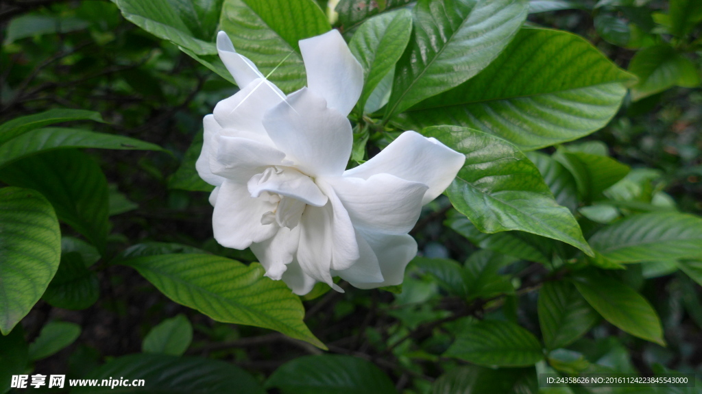 栀子花开