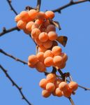 银杏