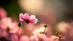 粉红小花
