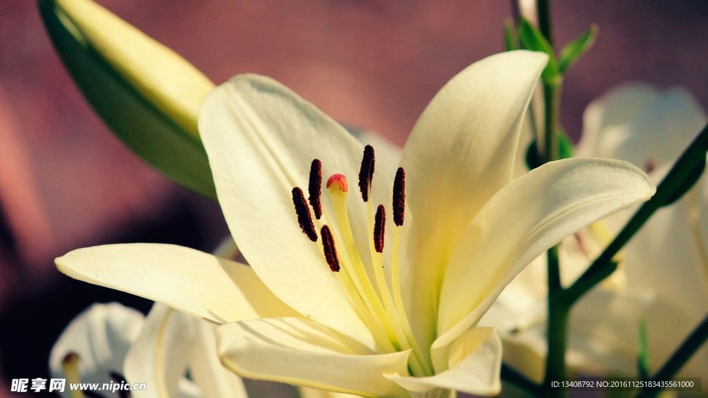 百合花