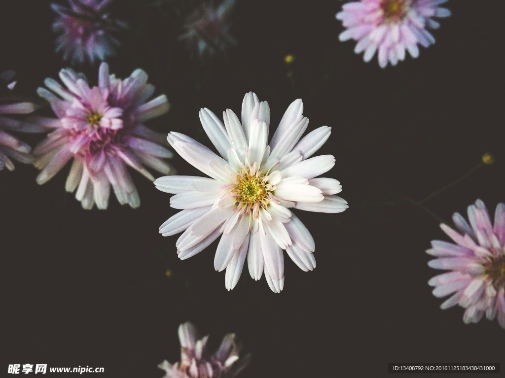 菊花