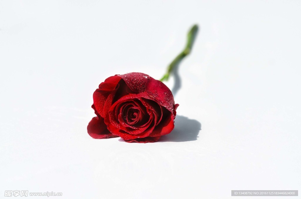 玫瑰花