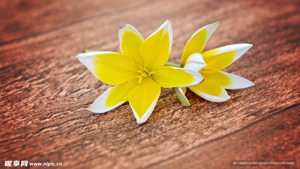黄色的花