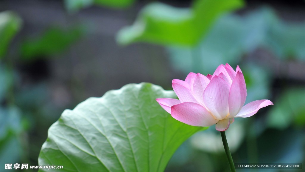 莲花