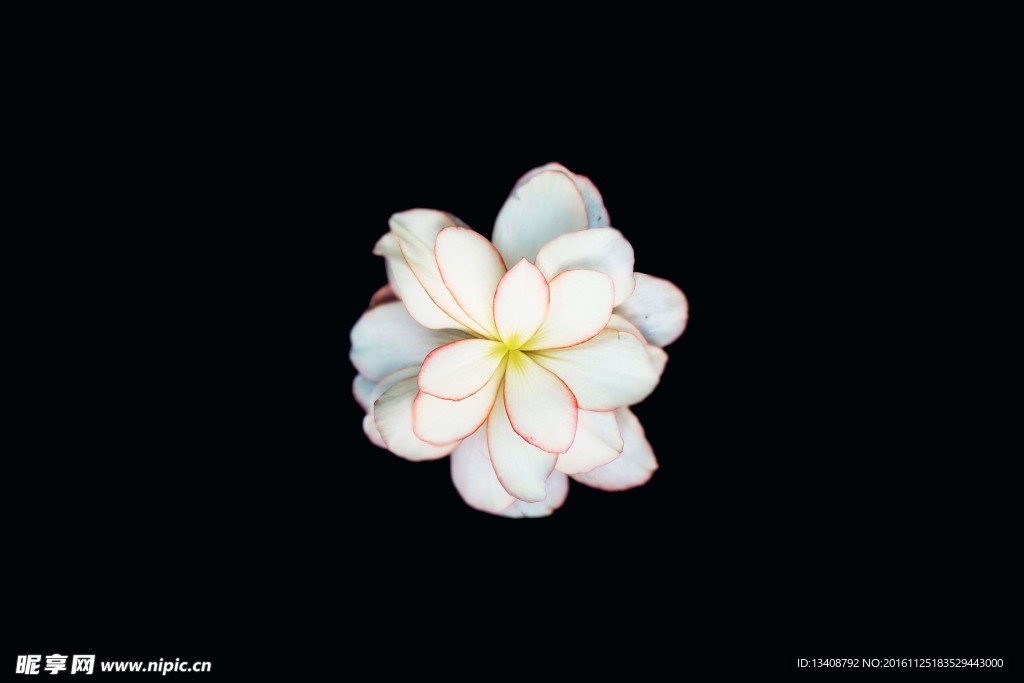 李子花