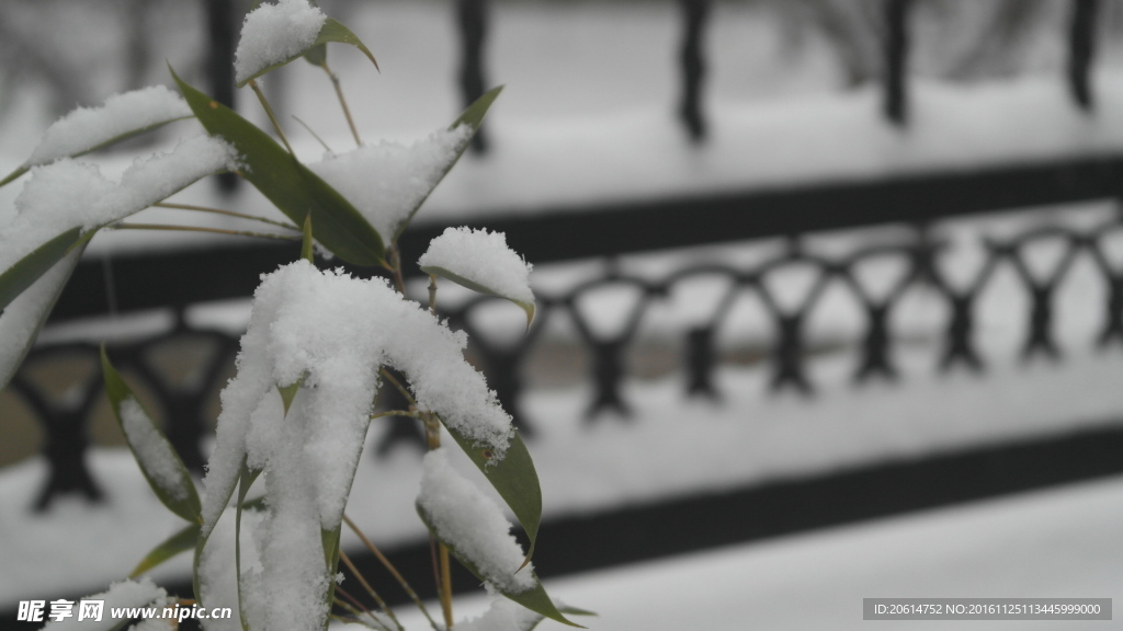 竹叶上的积雪