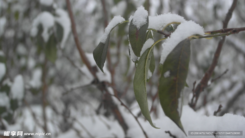 树叶上的积雪