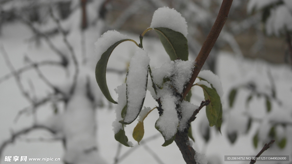 树叶上的冰雪