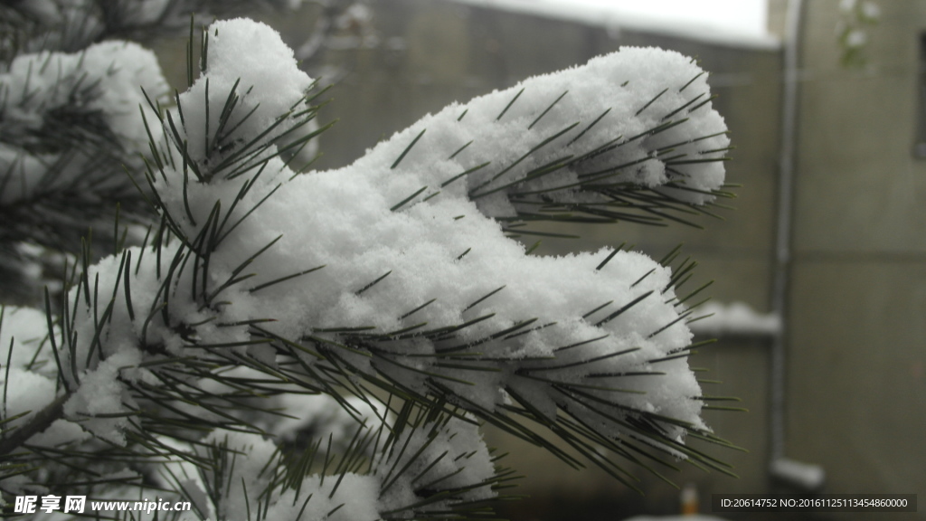 大雪压青松