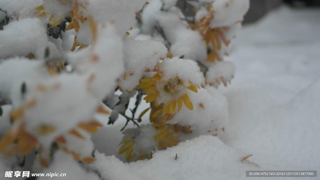 大雪覆盖的菊花