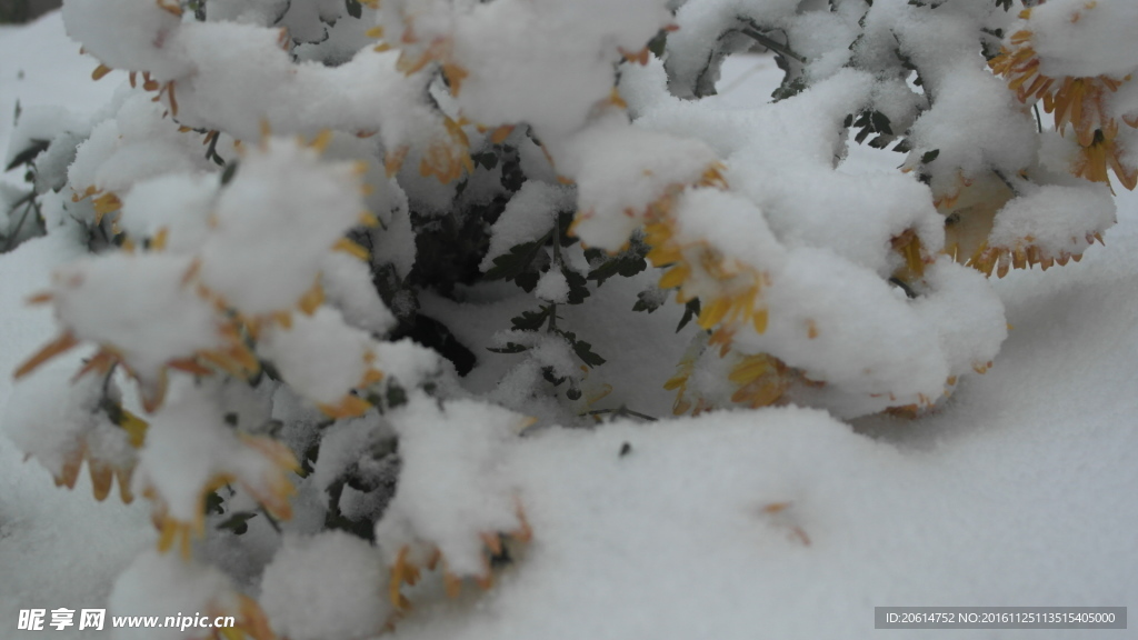 冰雪覆盖的菊花