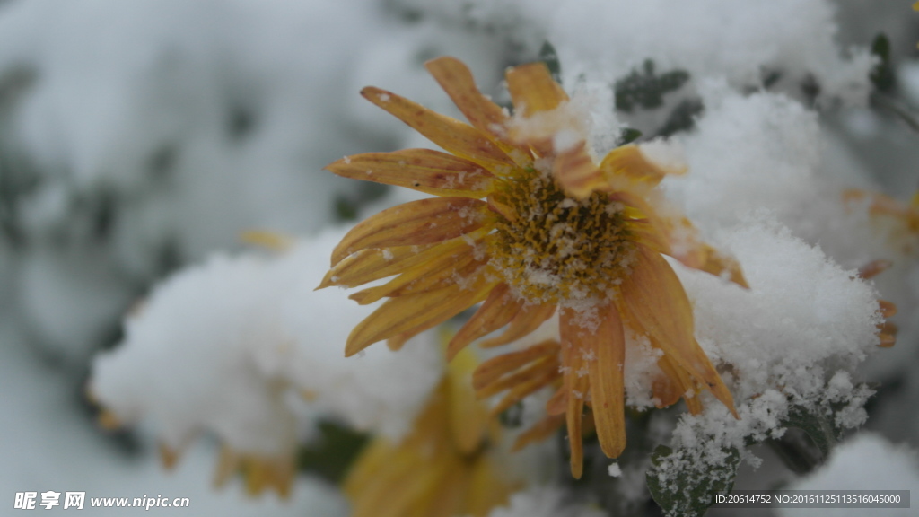 雪天中的菊花