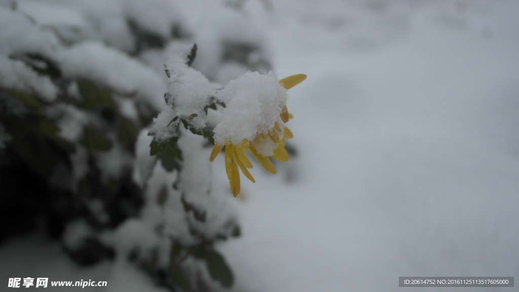 冰雪覆盖的菊花