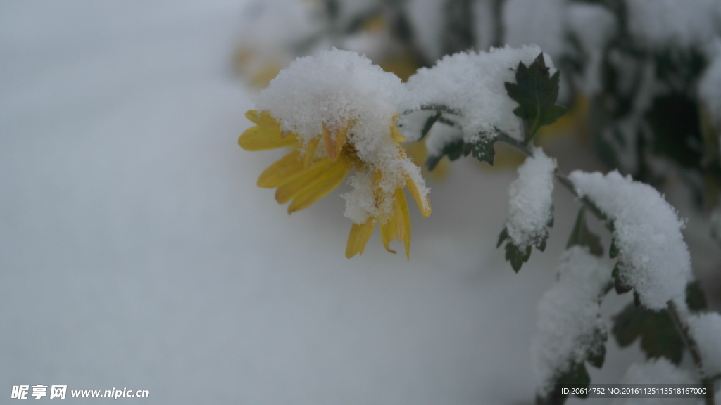 冰雪覆盖的菊花