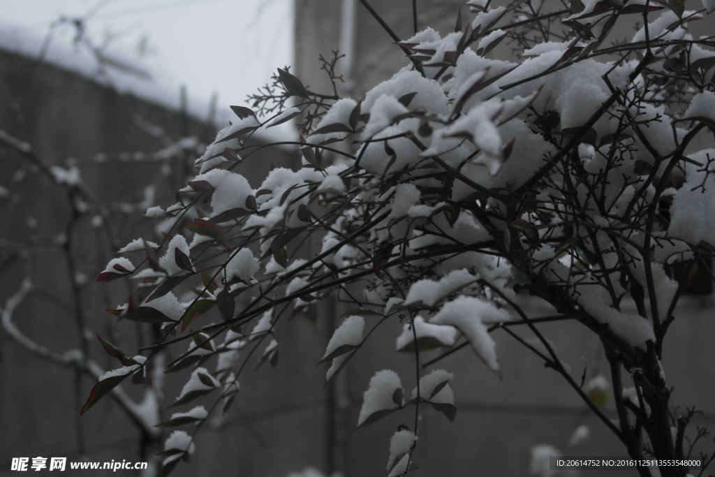 树叶上的积雪