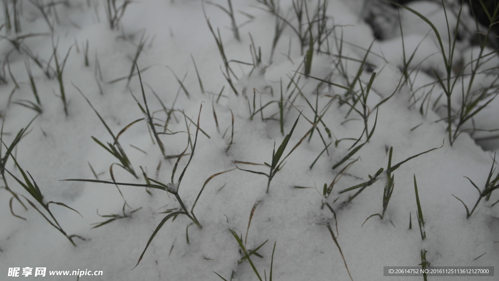 大雪覆盖的蔬菜