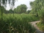 西溪湿地