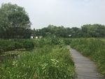 西溪湿地