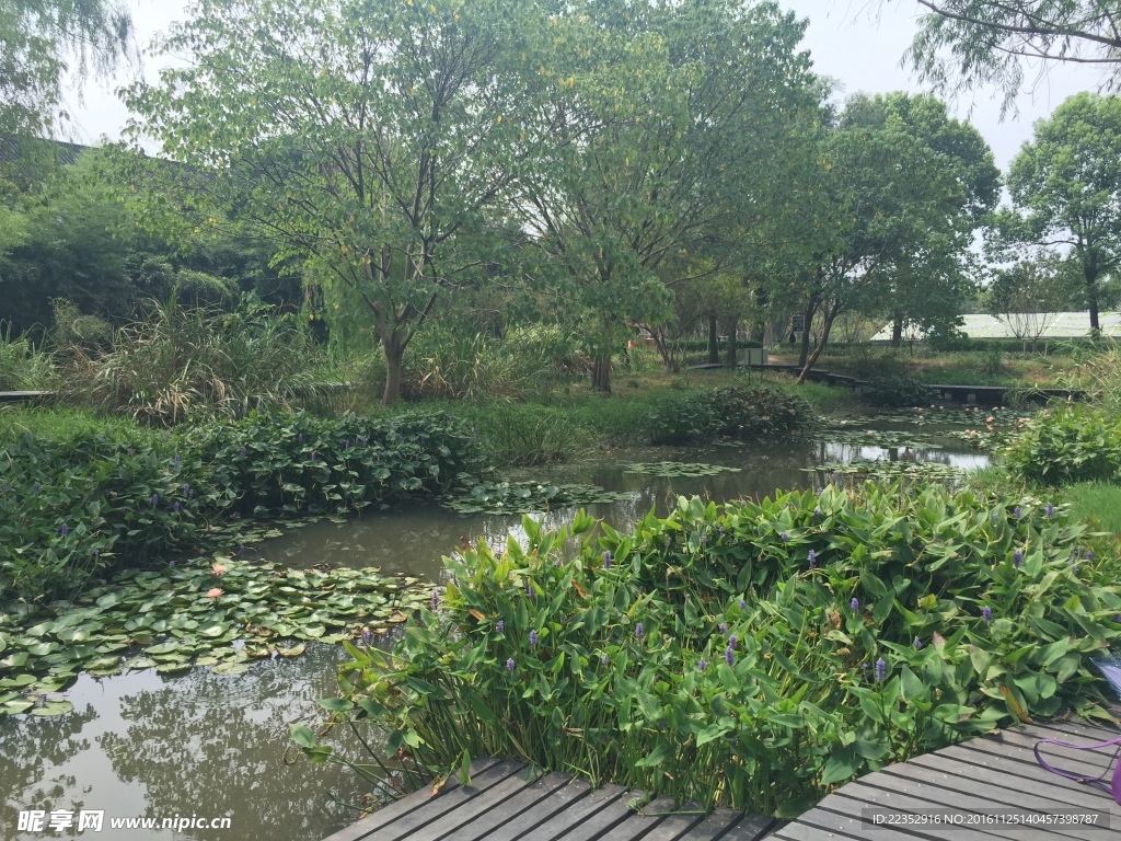 西溪湿地