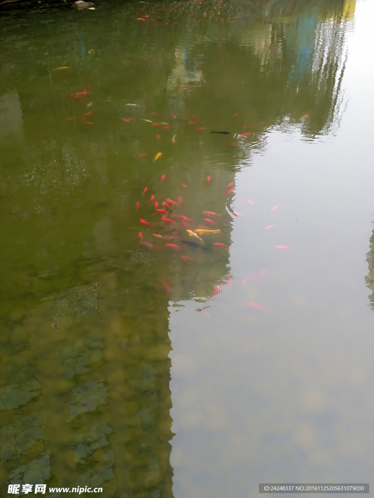 观赏鱼池
