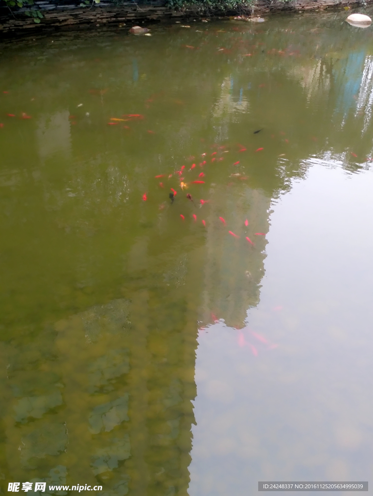 观赏鱼池