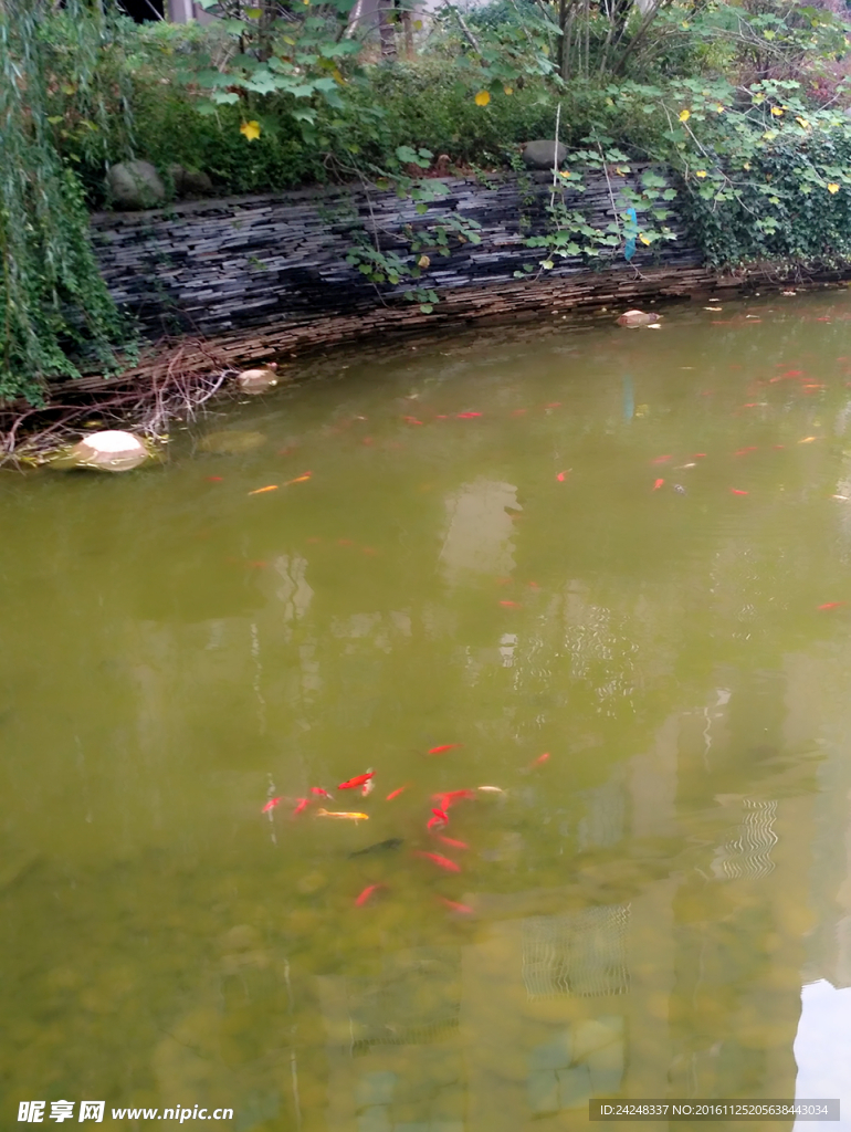 观赏鱼池