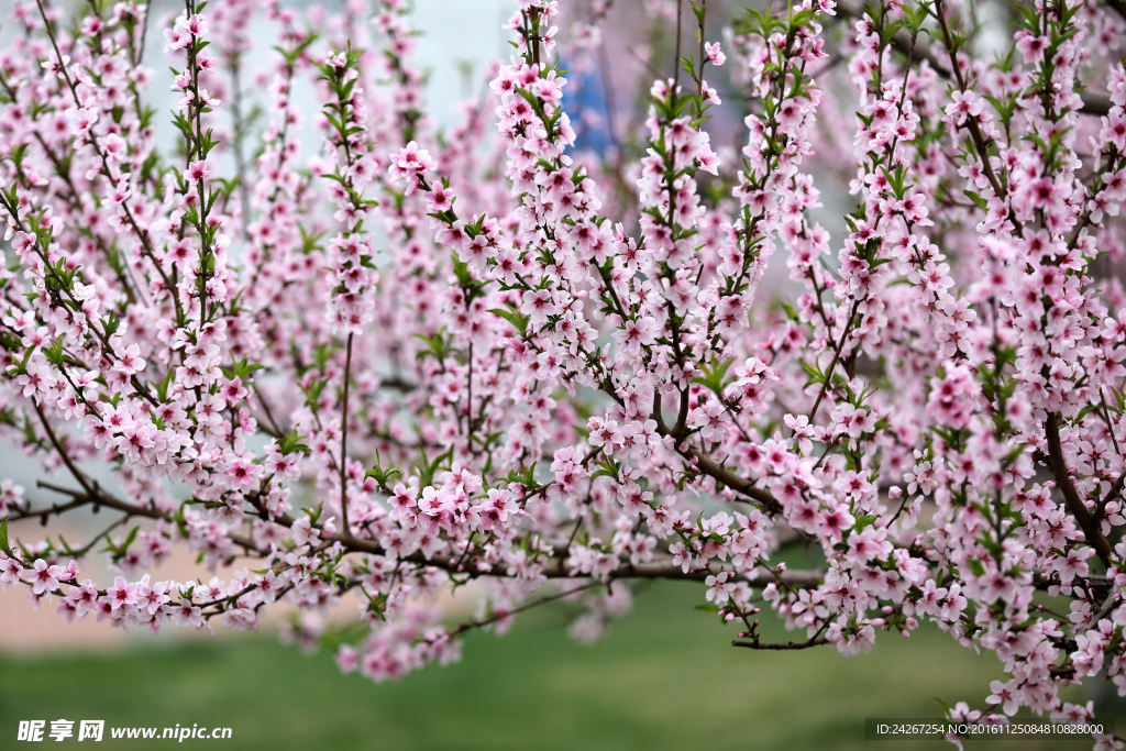 桃花