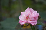 一朵小花