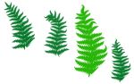 厥类植物叶子笔刷