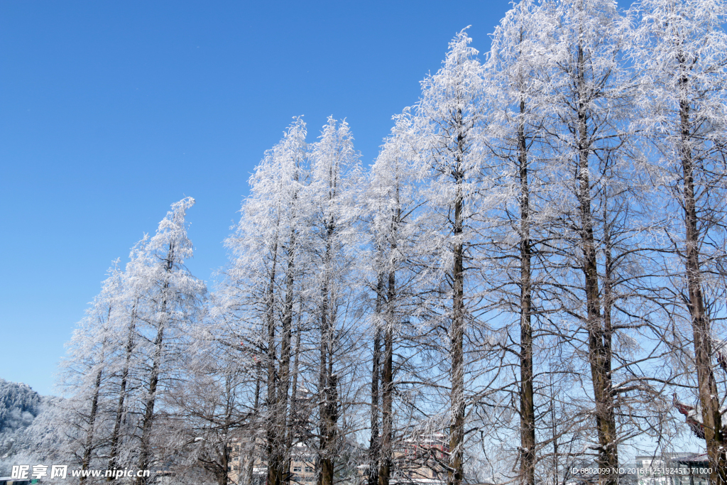 大雪天的树