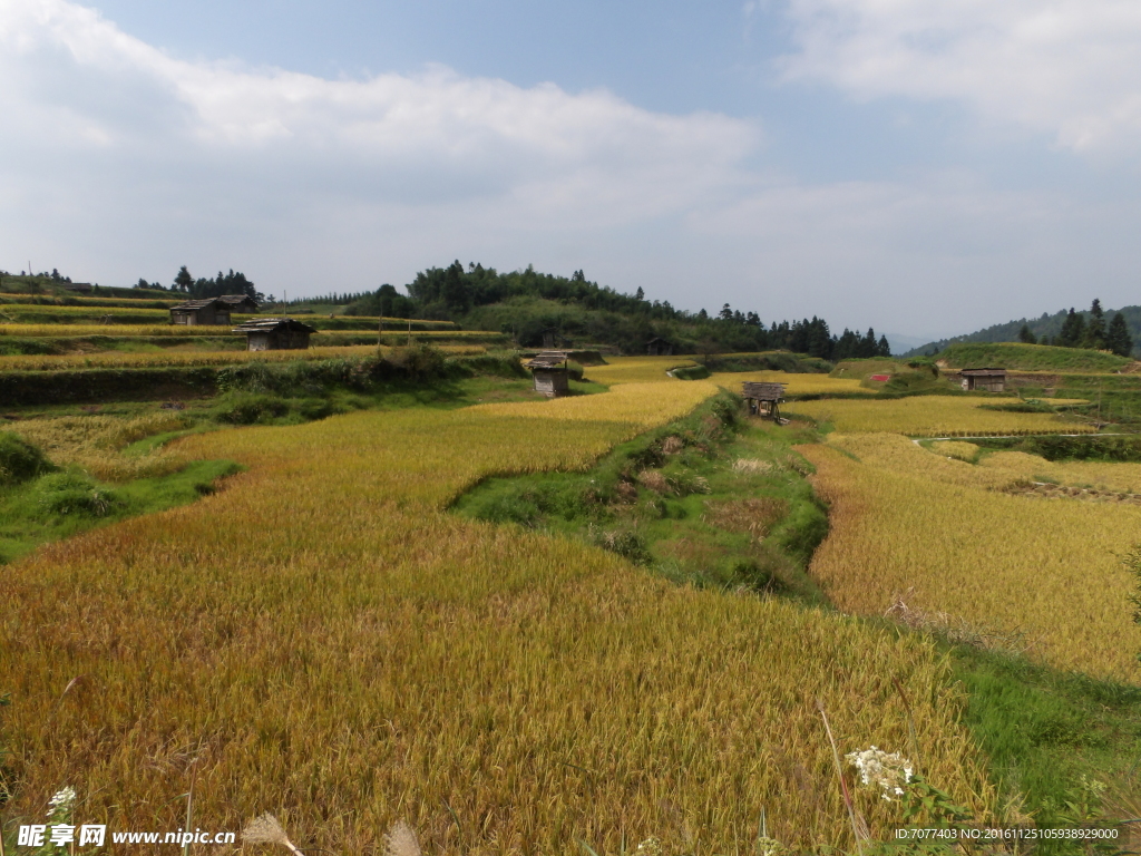 稻田风光
