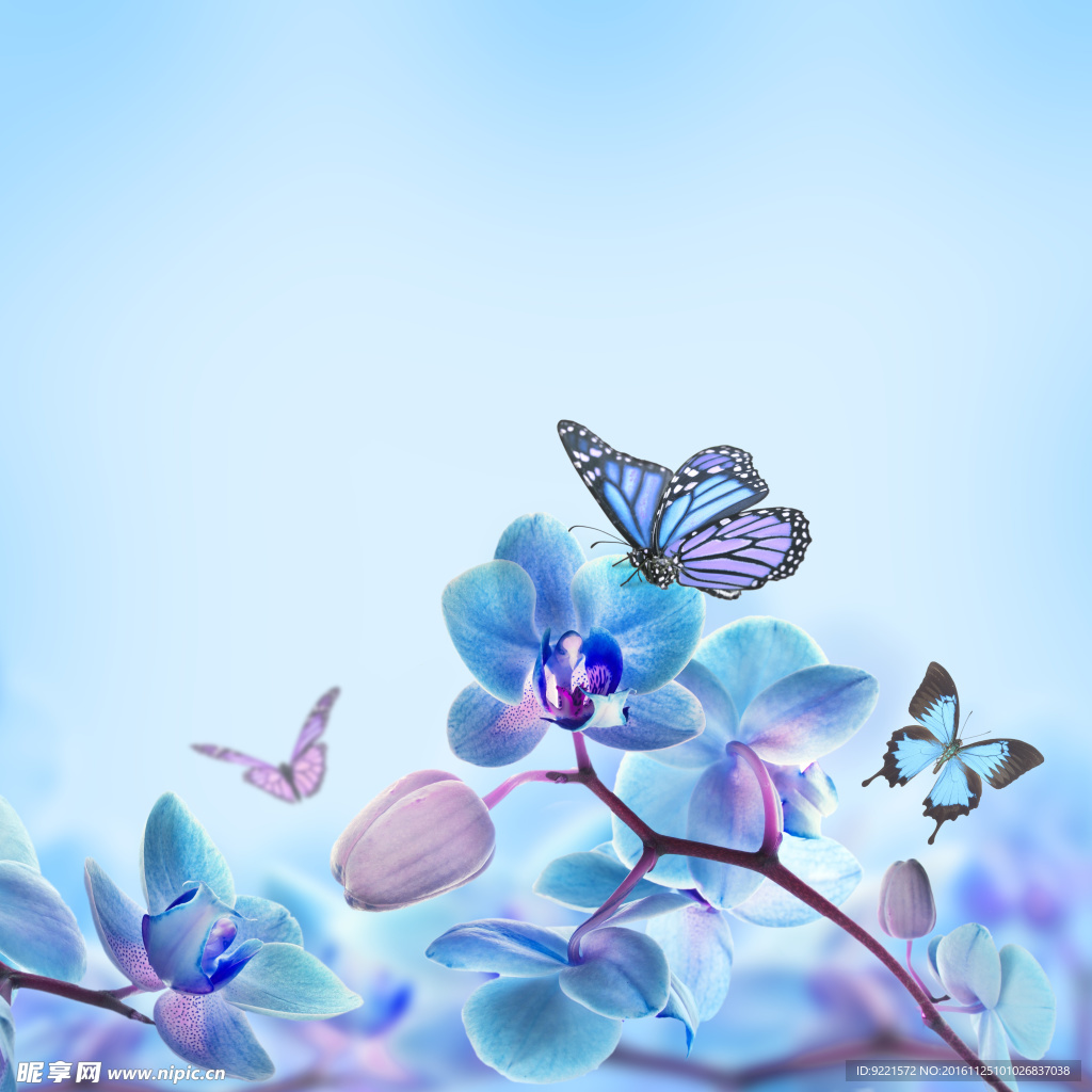 蝴蝶花背景