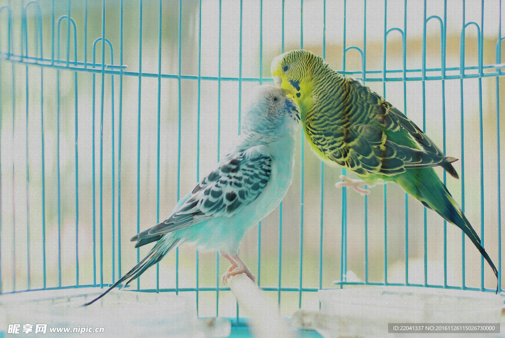 鹦鹉