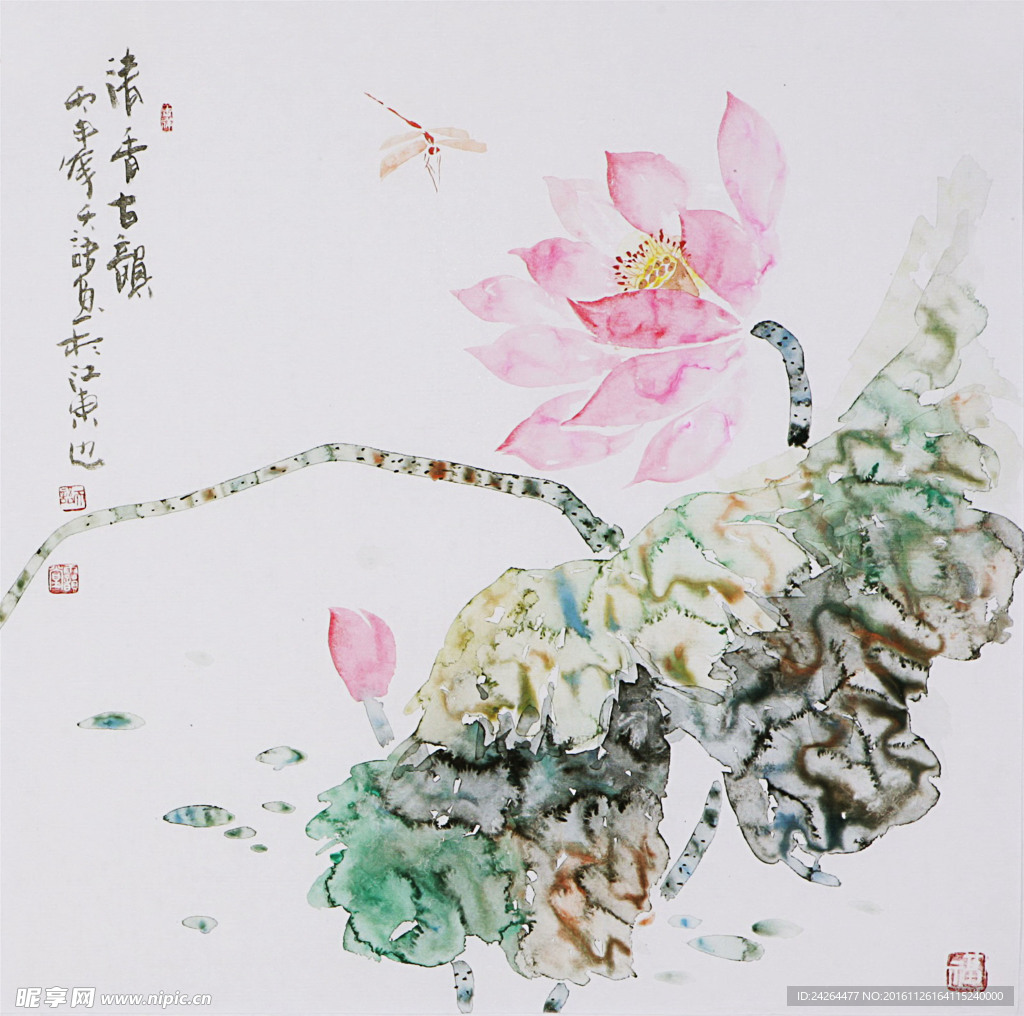荷花