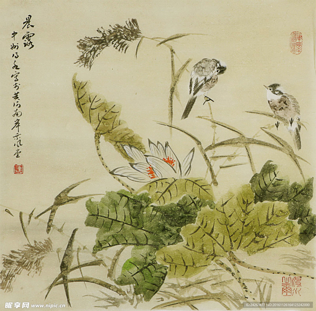 荷花