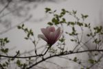 玉兰花开
