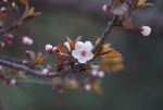 一朵小花