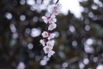 春天的花