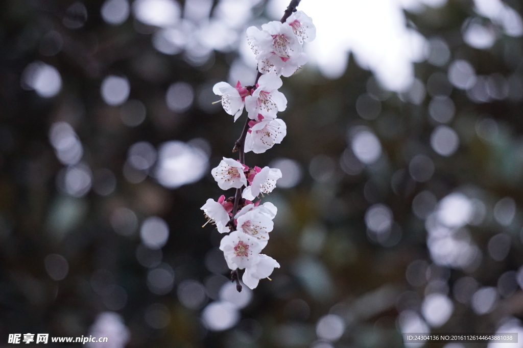 春天的花
