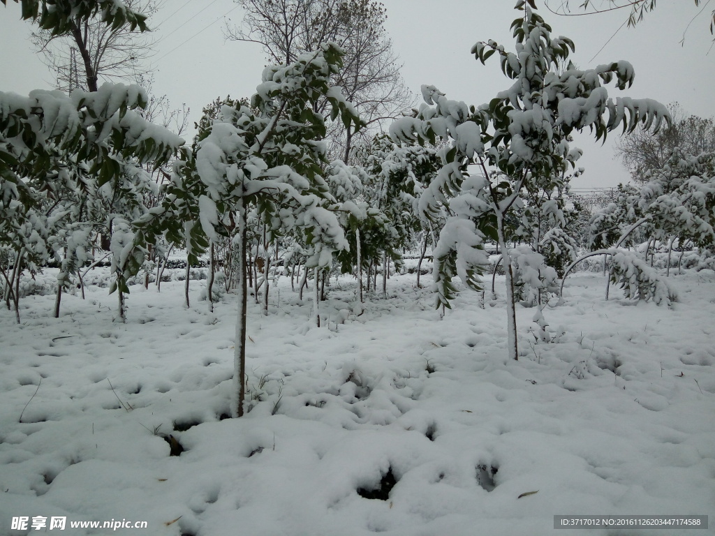 宝应初雪